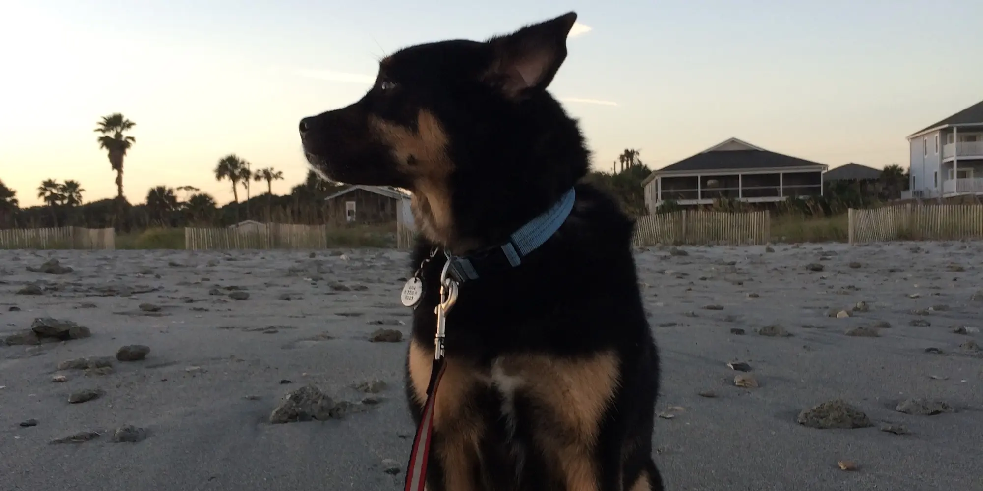 Black and tan dog at the beach.