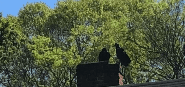 A murder of crows
